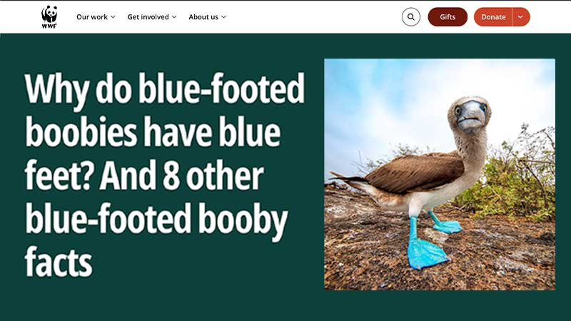 Blue Feet Facts