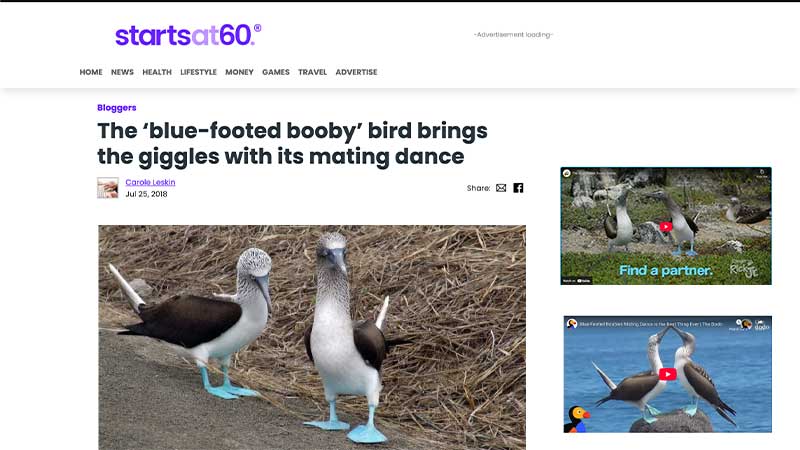 Booby Mating Dance